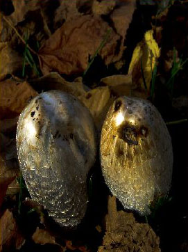 shrooms - liz bennefeld photo