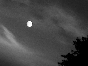 Ophelia's Moon - Liz Bennefeld photo