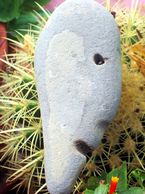 stone face in cactus - katha bella wilson photo
