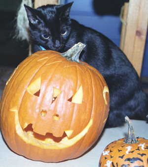 Black Cat Halloween - Adele Gardner