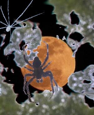 Halloween Collage with Spiders - Elissa Malcohn photo