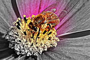 Honeybee - Liz Bennefeld photo