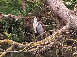 Heron Standing in for a Pterodactyl - Mark Kirkbride