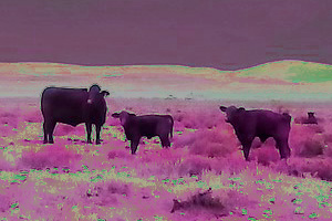 Cattle, Flinders Range - Fairy Duff